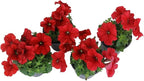Live Petunia Flowers (4 Pack), Red Flowering Plants for Spring Gardening, Easy Plant Care, Garden Annuals, Red Petunias Multipack, Sun Loving Outdoor Annual