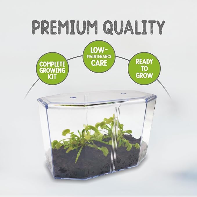 Double Venus Fly Trap Live Plant Set with Terrarium + Carnivorous Plants Food Bundle with Feeding Tweezers - Carnivorous Plant Soil and Live Indoor Venus Flytrap Pair