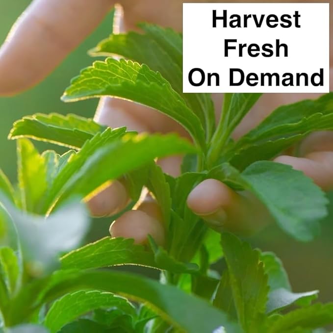 Natural Herbal Live Zero Calorie Sugar Replacement. Stevia Plants. Sweet Leaf, Sugar Leaf, Natural Sugar Substitute Herb, Easy to Grow (4 stevia Cups)