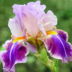 35 Mixed Color Rare Heirloom Iris Seeds - Stunning Colors for Your Garden - Uncommon Varieties