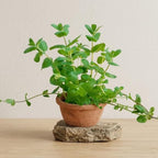 Apple Mint Plants Live, Mint Plants for Inside and Home Décor, 3-Inch Potted Fresh Herb for Kitchen Gardens and Indoor Outdoor Growing
