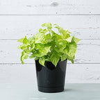 Novelty Root & Vessel Majestic Full Depth Round Cylinder Pot, Glossy Black, 14-Inch (10148)