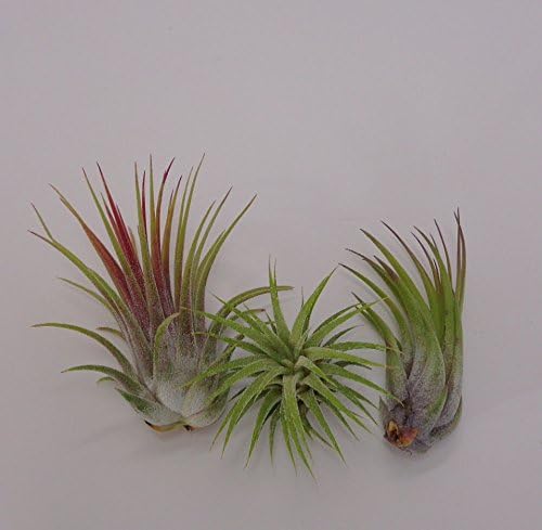 CTS Air Plants Tillandsia Ionantha Assorted 3 Pack