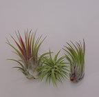 CTS Air Plants Tillandsia Ionantha Assorted 3 Pack