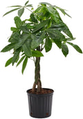 Money Tree 'Guiana Chestnut' Pachira Braid | Live Plant for Indoor & Outdoor | for Living Room, Office, Bathroom | (10" Pot)