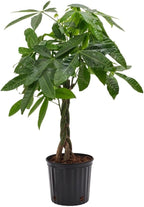Money Tree 'Guiana Chestnut' Pachira Braid | Live Plant for Indoor & Outdoor | for Living Room, Office, Bathroom | (10" Pot)