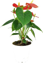 Live Indoor Flowering Houseplants, Anthurium Red in 4" Grower Pot, Easy Care Houseplants