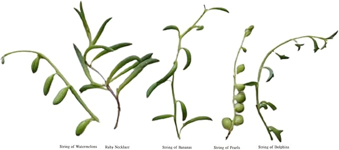 No Root Plant cuttings for Home Office Decor (5 Different String Plant cuttings)