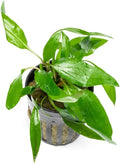 SubstrateSource Cryptocoryne Live Aquarium Plants - Freshwater Plant for Aquariums, Planted Fish Tanks - Beginner Friendly (Petchii, 1 Pot (3-5 Plants))