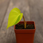 Lemon Jade Brasil Philodendron – Live Starter Plant in 2 Inch Pot - Striking Variegated Foliage with Bold Yellow-Green Centers