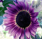 100 Pcs Rare Purple Sunflower Seeds Beautiful Flower for Planting Outdoors Home Garden Decor