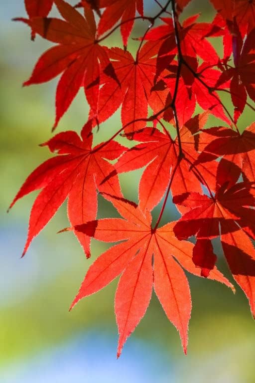 Japanese Red Maple Live Plant – 1-2 Ft Tall Tree in 3 Inch Pot – Outdoor Ornamental Dwarf Red Maple for Landscaping, Patio, Garden or Bonsai Starter – Hardy Deciduous Shade Tree