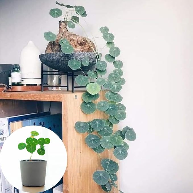 Stephania Cephalantha Live Plant, 2.5-3" Caudex with Sprouts, Rare Hardy Caudex Succulent Houseplant for Indoor Growing and Home Décor