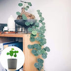 Stephania Cephalantha Live Plant, 2.5-3" Caudex with Sprouts, Rare Hardy Caudex Succulent Houseplant for Indoor Growing and Home Décor