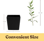 MYSHELFIE Dwarf Olive Tree Starter Plant, 2 Inch Pot, Indoor Outdoor Bonsai (3)
