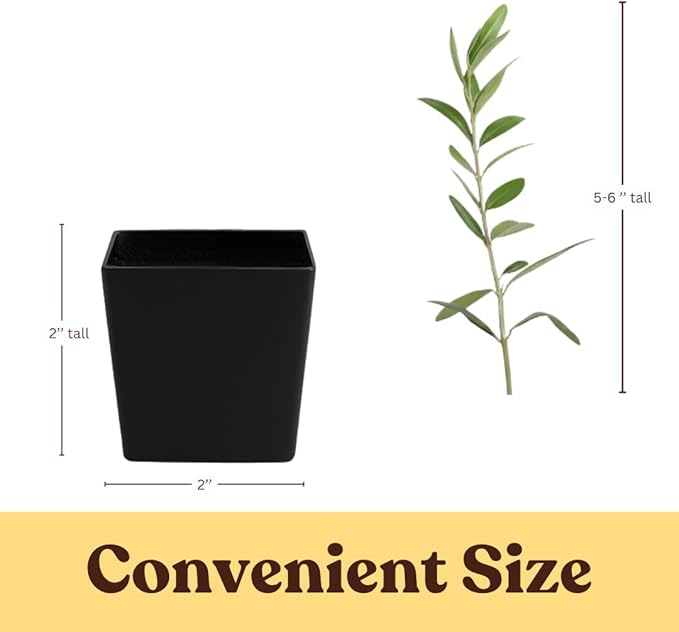 MYSHELFIE Dwarf Olive Tree Starter Plant, 2 Inch Pot, Indoor Outdoor Bonsai (1)