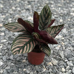 Calathea Ornata Live Plant in 2" Pot - Live Plants Pet Safe Air Purifying Indoor Houseplants Flowers for Home Office Wedding Decor & Birthday Gift (Heat Pack Included)