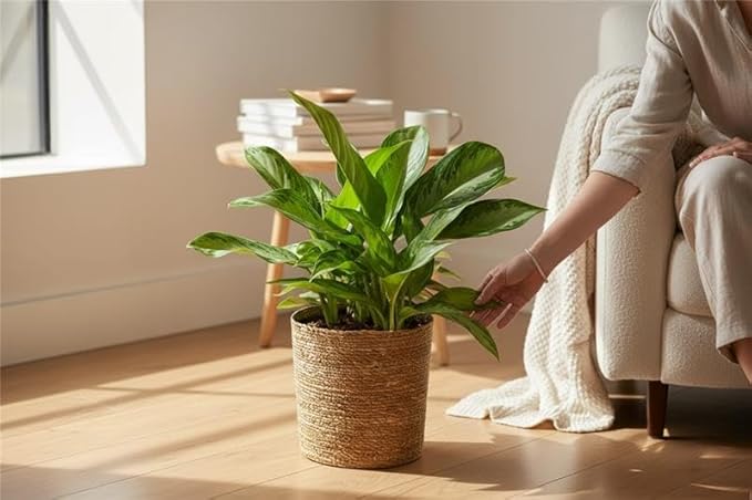 Aglaonema Silver Bay – 10 Inches Grower Pot – Live Indoor/Outdoor Air Purifying Plant – Easy Care Silver Green Foliage for Home and Office Decoration