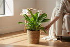 Aglaonema Silver Bay – 10 Inches Grower Pot – Live Indoor/Outdoor Air Purifying Plant – Easy Care Silver Green Foliage for Home and Office Decoration