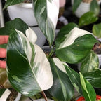 White Princess Philodendron Plant Live, Rare Tropical Variegated Live Indoor Houseplant, Starter Plants No Pot, 5-9" in Tall