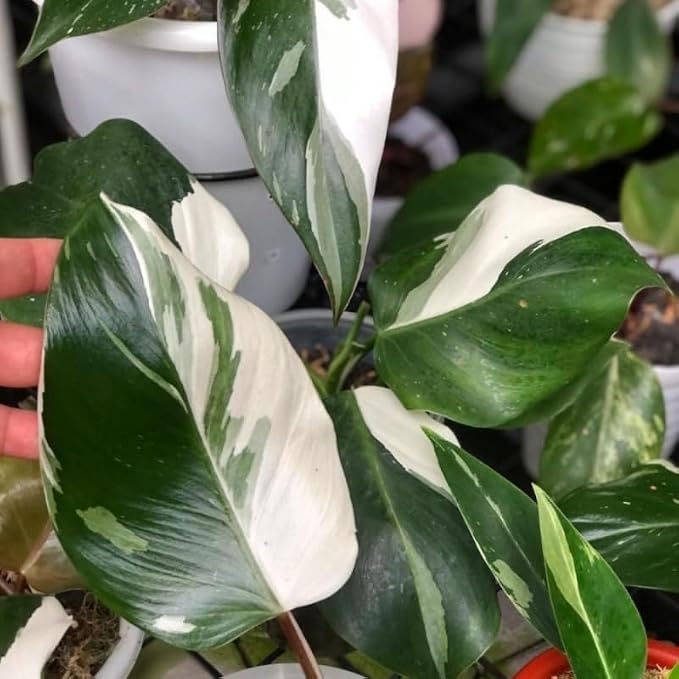 White Princess Philodendron Plant Live, Rare Tropical Variegated Live Indoor Houseplant, Starter Plants No Pot, 5-9" in Tall
