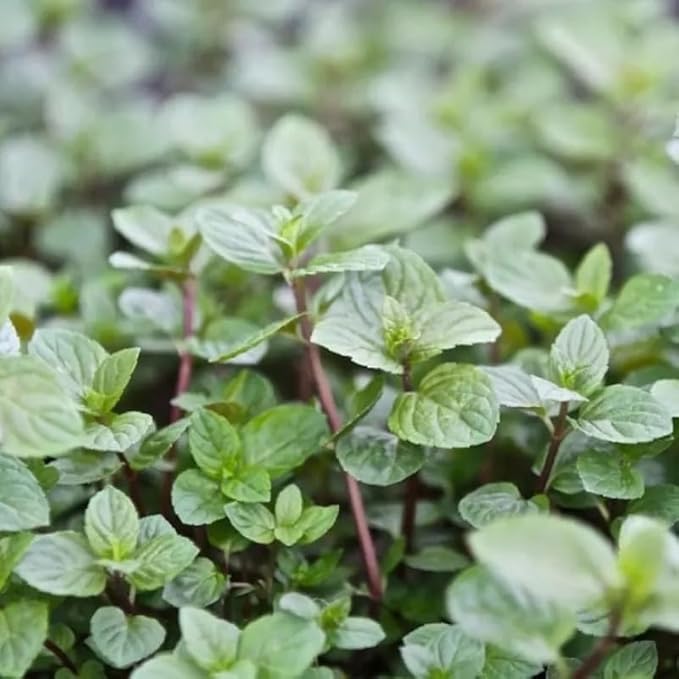 Sets 3 Random Mint Plants Live Fast Growing for Spring Planting, Fragrant Culinary Herb Mint for Indoor Outdoor Gardening, Cold Hardy