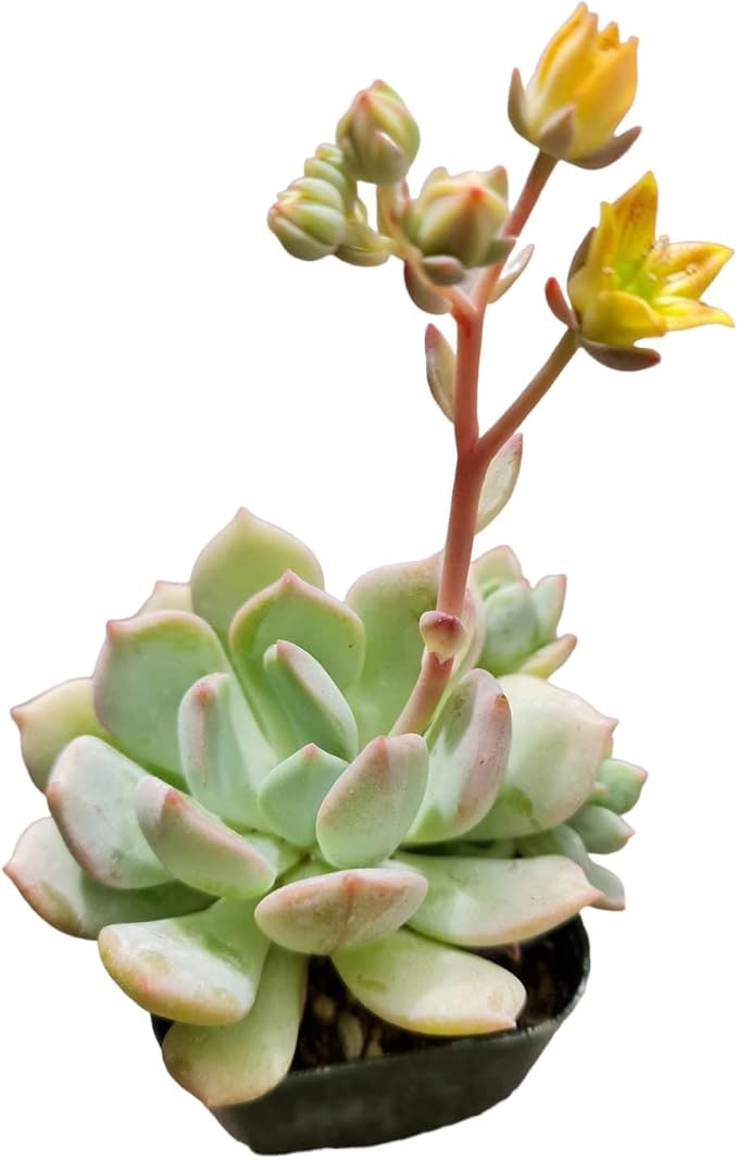 Live Succulent Cactus Plants from USKC (2" Pot) (Echeveria Moonglow)