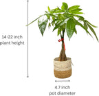 Money Tree Live Plant | 14-22 Inches Tall Bonsai | Easy to Grow Indoor Houseplant | Home, Office, or Room Decor | Birthday, Housewarming Gift (Brown Jute)
