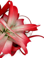 XL Xerographica Colored Air Plant, Live Tillandsia House Plant, Easy Care Indoor Outdoor, Great Gift, Healthy Arrival Guaranteed (Red)