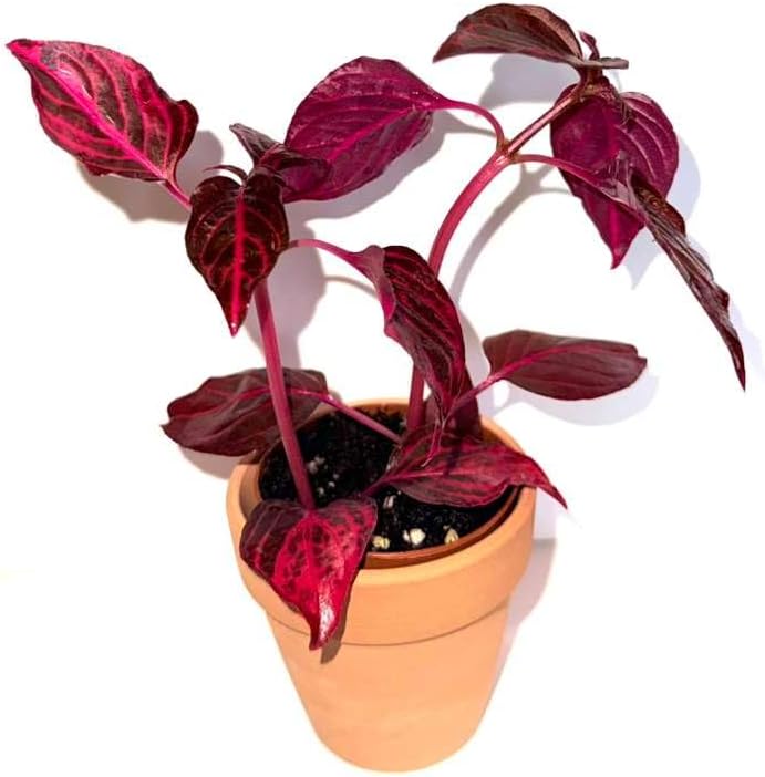 Bloodleaf ‘Rich Redstar’ – Live Plant – Vibrant Red Foliage – 2 Inch Pot – Indoor/Outdoor