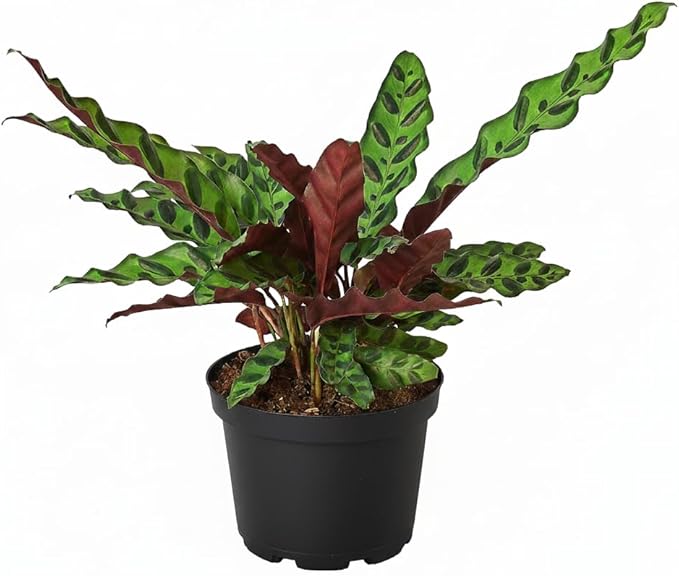 Calathea Lancifolia 'Rattlesnake' Plant (6 inch) - Pet-Friendly Houseplants - Attractive Indoor Plants, Easy to Grow, Pet Safe Plants for Cats & Dogs, Ideal for Home Decor, Office & Gift
