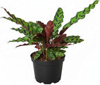 Calathea Lancifolia 'Rattlesnake' Plant (6 inch) - Pet-Friendly Houseplants - Attractive Indoor Plants, Easy to Grow, Pet Safe Plants for Cats & Dogs, Ideal for Home Decor, Office & Gift