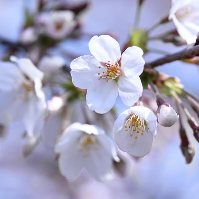 Brighter Blooms - Stella Cherry Tree, 3-4 ft. - No Shipping to AZ, CA, CO, ID, OR, WA
