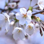 Brighter Blooms - Stella Cherry Tree, 4-5 ft. - No Shipping to AK, AZ, CA, CO, HI, ID, OR, WA