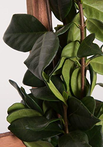 Star Jasmine 'Large Leaf' (2.5 Gallon) Aromatic White Blooming Evergreen Vine - Full Sun Live Outdoor Plant