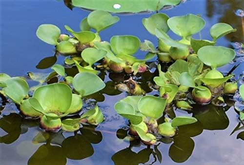 Water Hyacinths Floating Water Garden Plants (12 live plants)