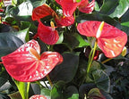 American Plant Exchange Live Anthurium with Red Blooms, Flamingo Flower, Laceleaf, Plant Pot for Home and Garden Decor, 6" Pot