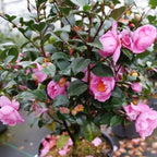 Camellia Plants Live, Rare Camellias Tree Live Plant, Vibrant Flower Shrub, Well-Rooted in Pot, Indoor Outdoor Flowering Zones 7-10 (Deep Pink)