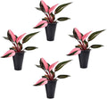 Philodendron Pink Princess (4 Pack) Live Starter Plug Plants, Variegated Indoor Houseplants, Easy Care Tropical Plants Live, Pink Foliage Houseplants