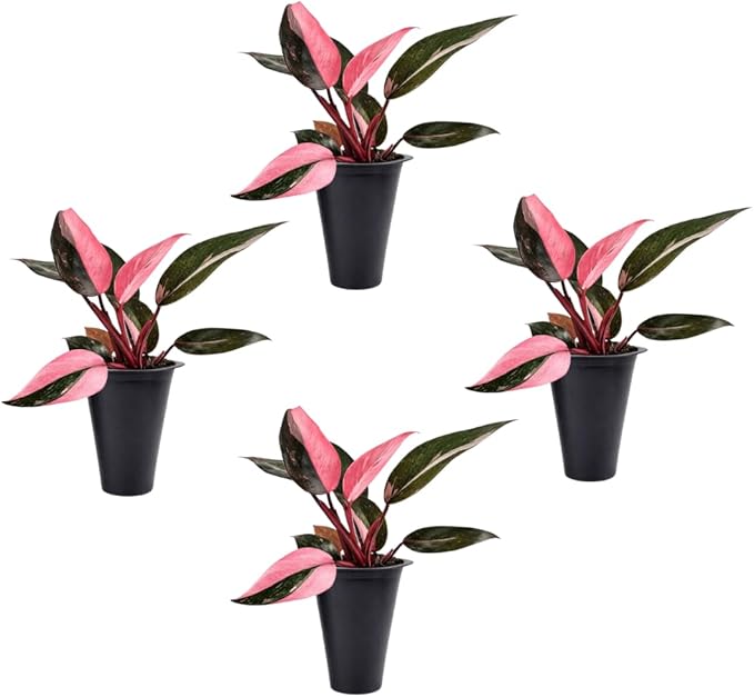 Philodendron Pink Princess (4 Pack) Live Starter Plug Plants, Variegated Indoor Houseplants, Easy Care Tropical Plants Live, Pink Foliage Houseplants
