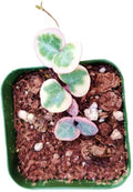 Live Succulent Cactus Plants (2" Pot String of Heart Variegated)
