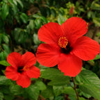 3 Hardy Hibiscus Plants Live, Well Rooted Hibiscus Flower 4-7'' Tall, Flowering Shrub for Garden or Containers Planting (Red)