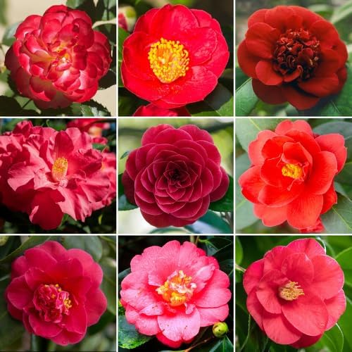 9 Months Old Camellia Tree Live Plant, Camellias Plants Shrub, Large Flower Well-Rooted in Pot, Indoor Outdoor, Cold Hardy (Red)