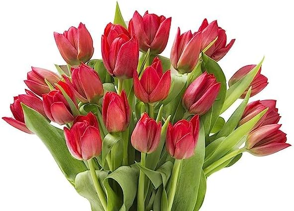 KaBloom - PREMIUM 20 Red Tulips - Farm Direct Wholesale Fresh Flowers - Fresh Flowers for Birthday, Valentine's & Mother's Day
