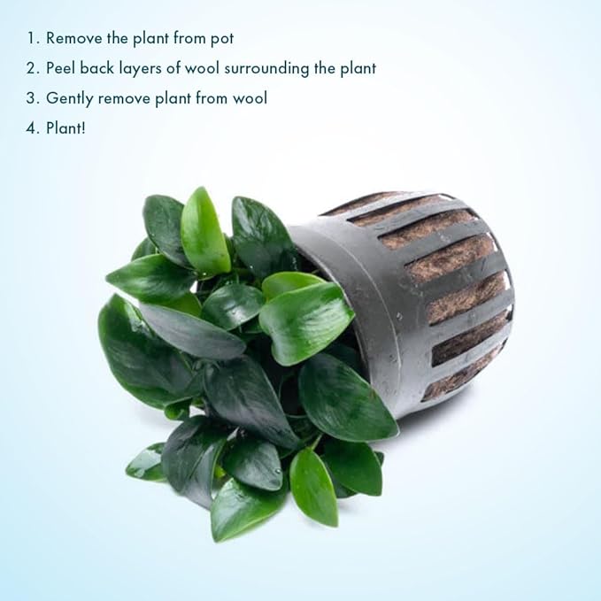 SubstrateSource Anubias Live Aquarium Plants - Potted Freshwater Plant for Fish Tanks, Terrariums - Beginner Friendly Low Light (Nana Bonsai, 1 Pot)