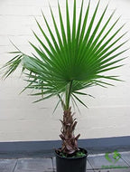 Seeds Palm Washingtonia Nicanora Indoor Rare Perennial Tree for Planting