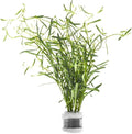 SubstrateSource Live Plant - Rotala Red Cross - Moderate Care, High Light, Red-Orange Accent, Freshwater Aquatic Plant for Aquascaping - Lead Bunch
