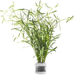 SubstrateSource Live Plant - Rotala Red Cross - Moderate Care, High Light, Red-Orange Accent, Freshwater Aquatic Plant for Aquascaping - Lead Bunch