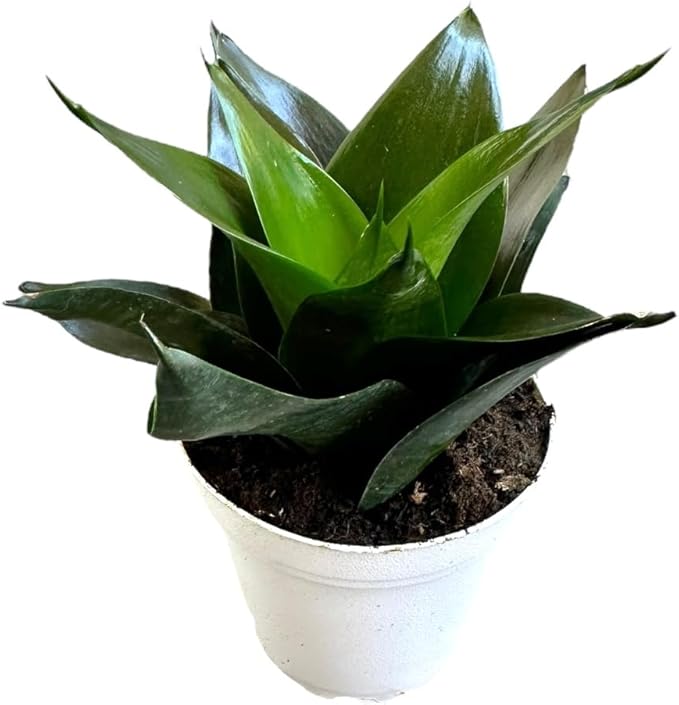 Snake Plant, Sansevieria, Live Indoor Plant, Easy Care, Air Purifying Plant, 4 inch Pot (Jade Star)