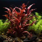 1/3/5 Potted Wendtii Red Crypt (Cryptocoryne Wendtii 'Red') by Shore Aquatic - Perfect for Adding Vibrant Highlights to Aquariums (3 Pack)